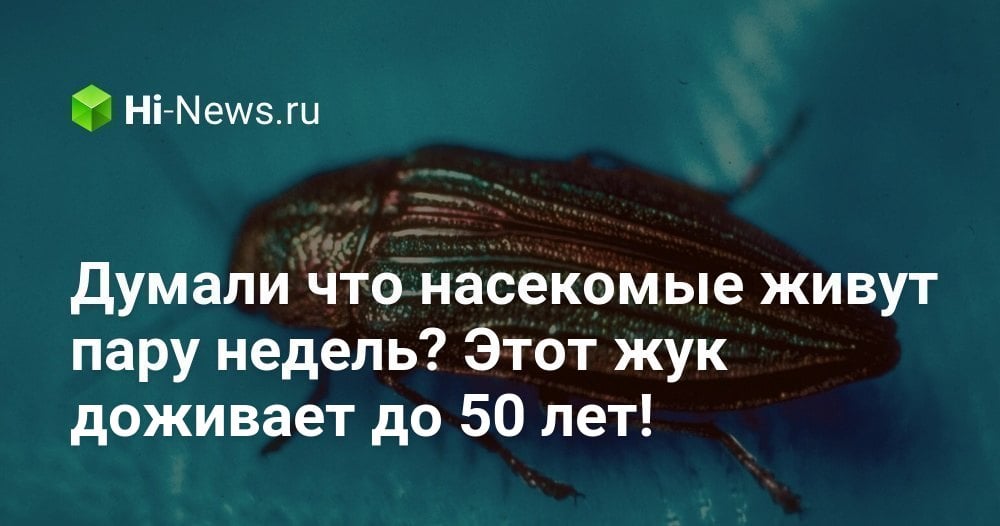 Думали что насекомые живут пару недель? Этот жук доживает до