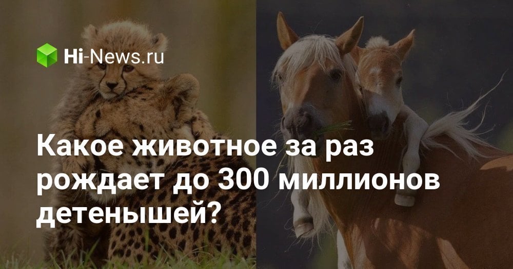 Какое животное за раз рождает до 300 миллионов детенышей?