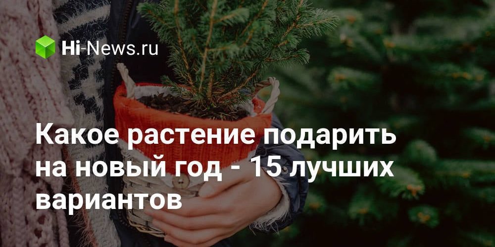 Какое растение подарить на новый год — 15 лучших вариантов