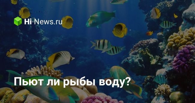 Пьют ли рыбы воду?