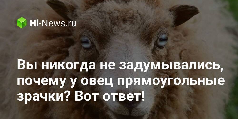 Вы никогда не задумывались, почему у овец прямоугольные зрачки? Вот