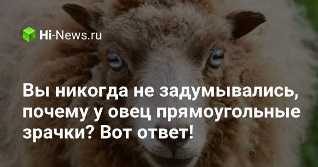 Вы никогда не задумывались, почему у овец прямоугольные зрачки? Вот