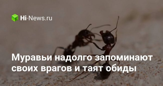 Муравьи надолго запоминают своих врагов и таят обиды