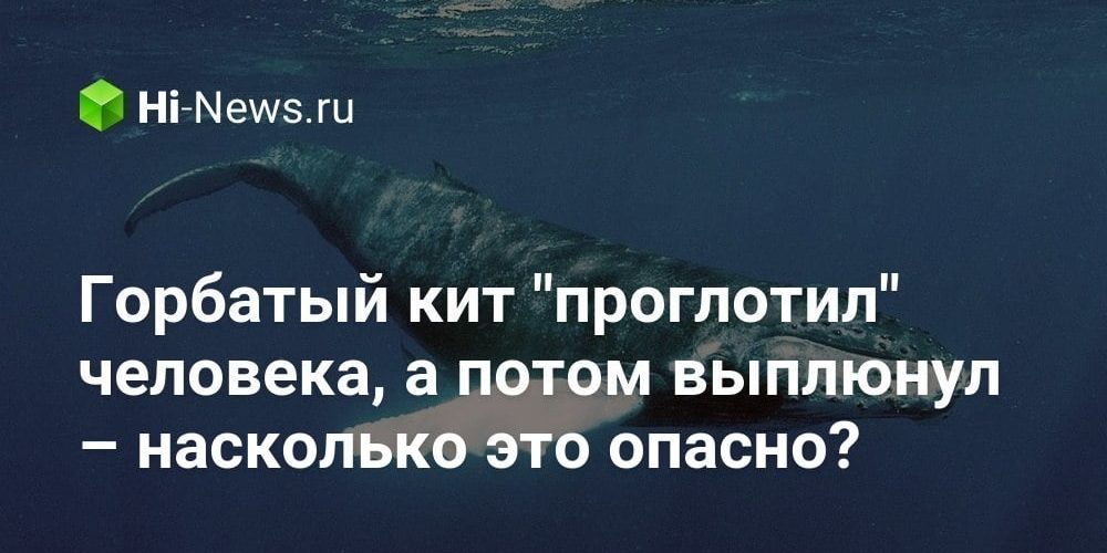 Горбатый кит «проглотил» человека, а потом выплюнул – насколько это