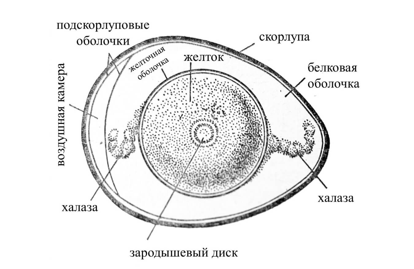 Белые прожилки в яйце. Строение куриного яйца. Источник изображения: medbiol.ru. Фото.