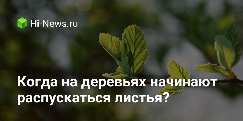 Когда на деревьях начинают распускаться листья?