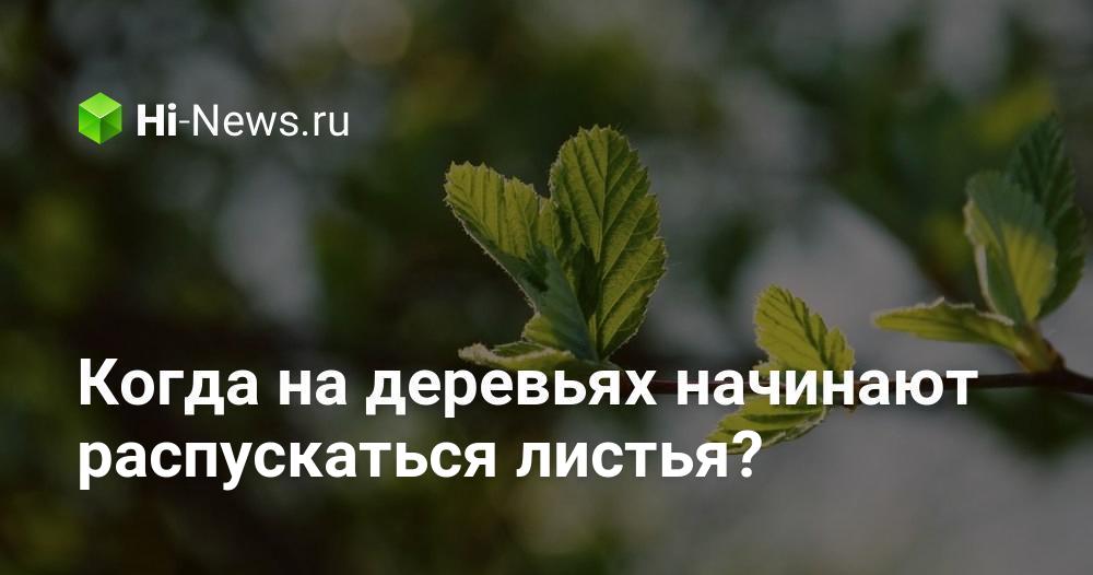Когда на деревьях начинают распускаться листья?