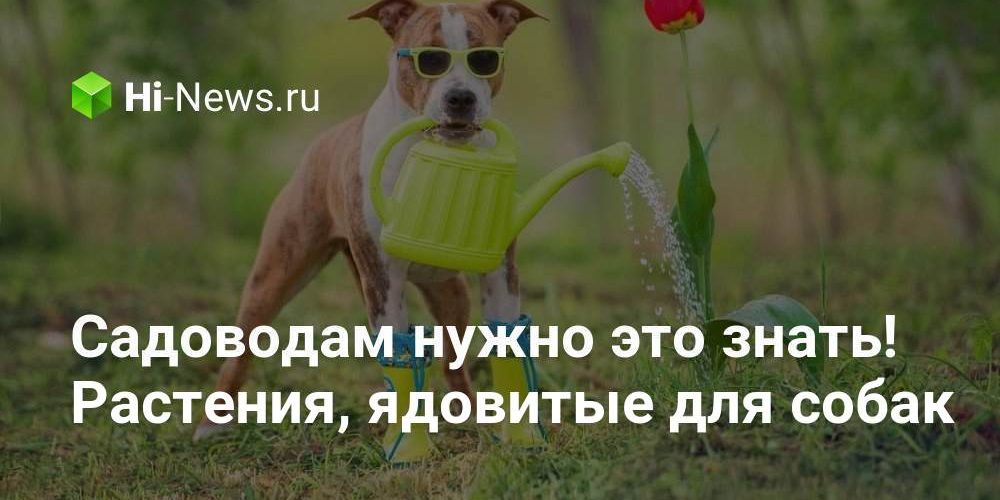 Садоводам нужно это знать! Растения, ядовитые для собак