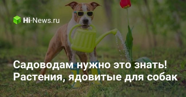 Садоводам нужно это знать! Растения, ядовитые для собак