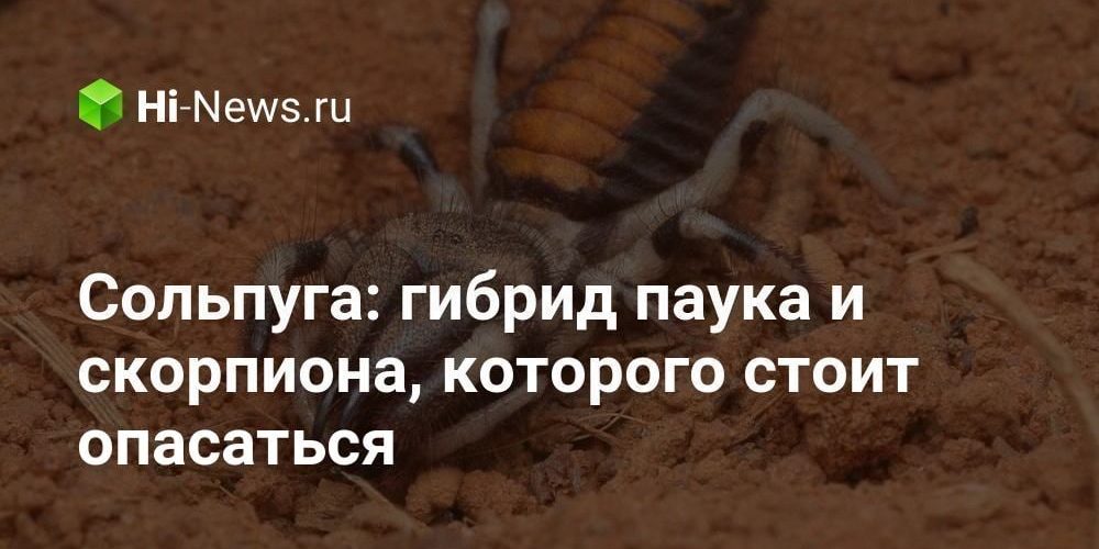 Сольпуга: гибрид паука и скорпиона, которого стоит опасаться