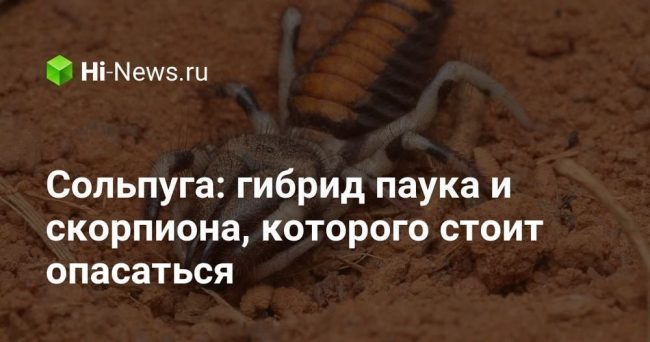 Сольпуга: гибрид паука и скорпиона, которого стоит опасаться
