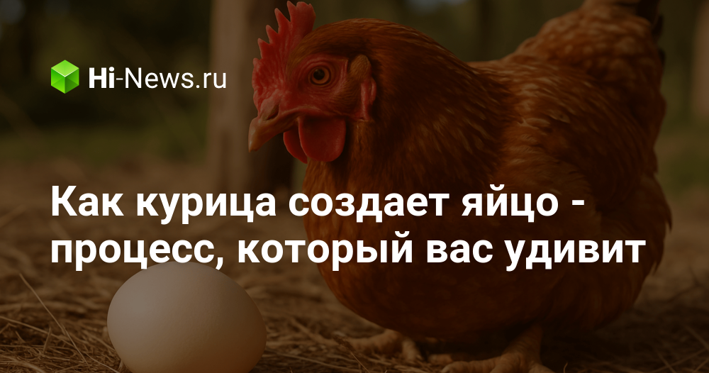 Как курица создает яйцо — процесс, который вас удивит