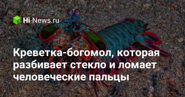Креветка-богомол, которая разбивает стекло и ломает человеческие пальцы