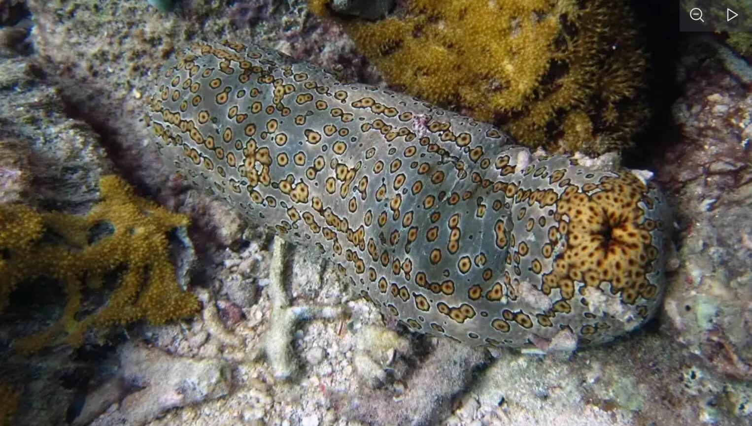 Морские звезды — восстанавливают тело из одной конечности. Морской огурец способен регенерировать кишечник и другие органы. Источник: ucrazy.org. Морские звезды — восстанавливают тело из одной конечности. Морской огурец способен регенерировать кишечник и другие органы. Источник: ucrazy.org. Фото.