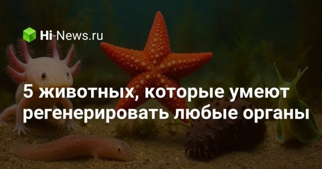 5 животных, которые умеют регенерировать любые органы