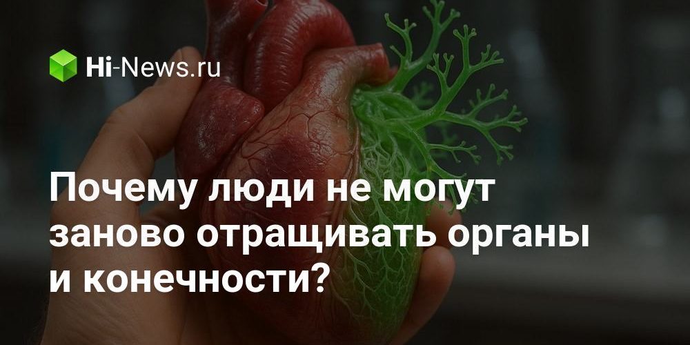 Почему люди не могут заново отращивать органы и конечности?