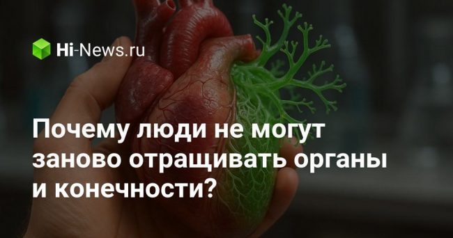 Почему люди не могут заново отращивать органы и конечности?