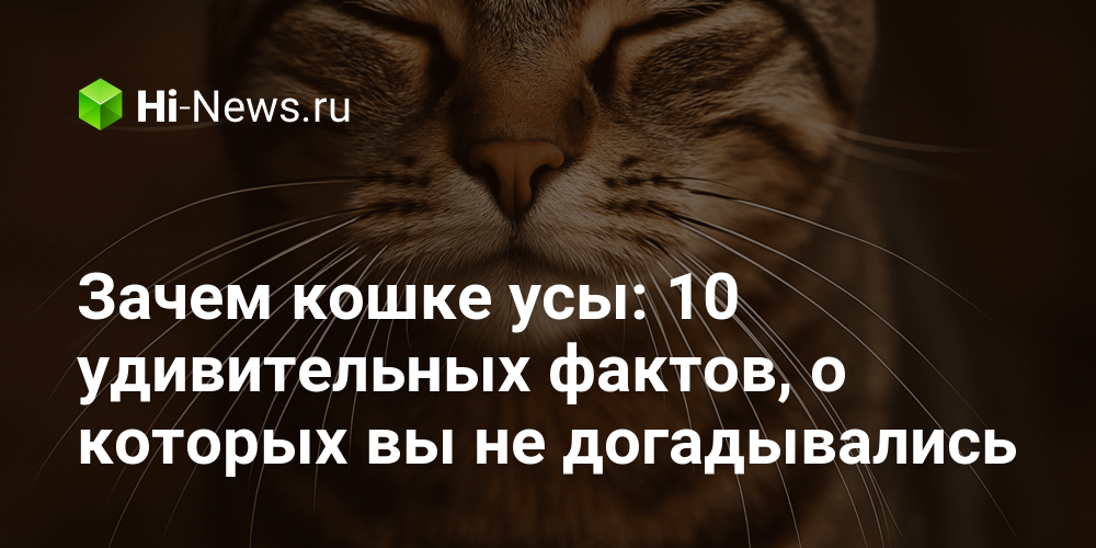 Зачем кошке усы: 10 удивительных фактов, о которых вы не