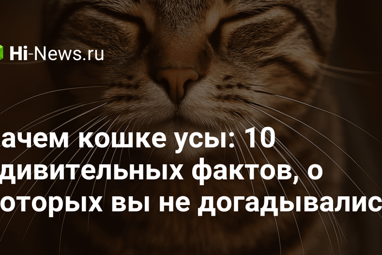 Зачем кошке усы: 10 удивительных фактов, о которых вы не