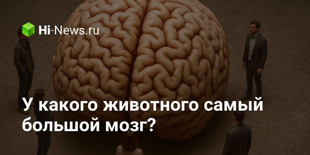 У какого животного самый большой мозг?