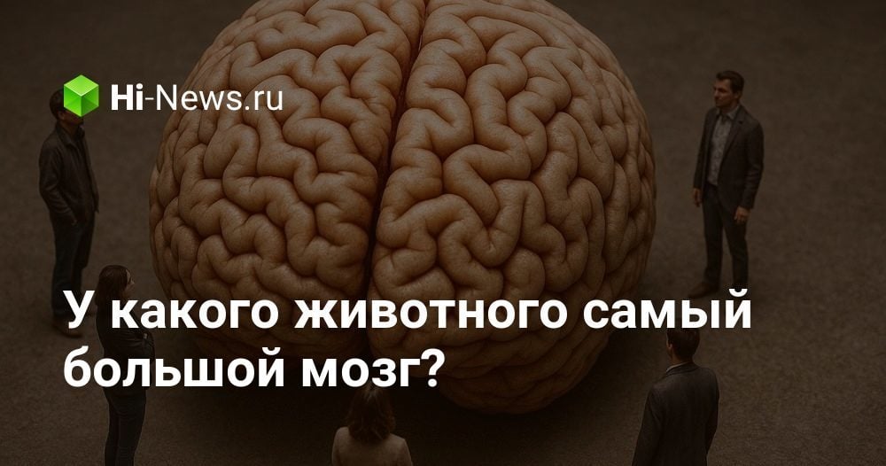У какого животного самый большой мозг?