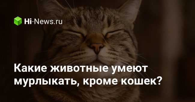 Какие животные умеют мурлыкать, кроме кошек?