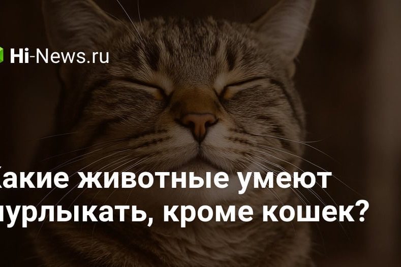 Какие животные умеют мурлыкать, кроме кошек?
