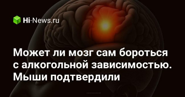 Может ли мозг сам бороться с алкогольной зависимостью. Мыши подтвердили