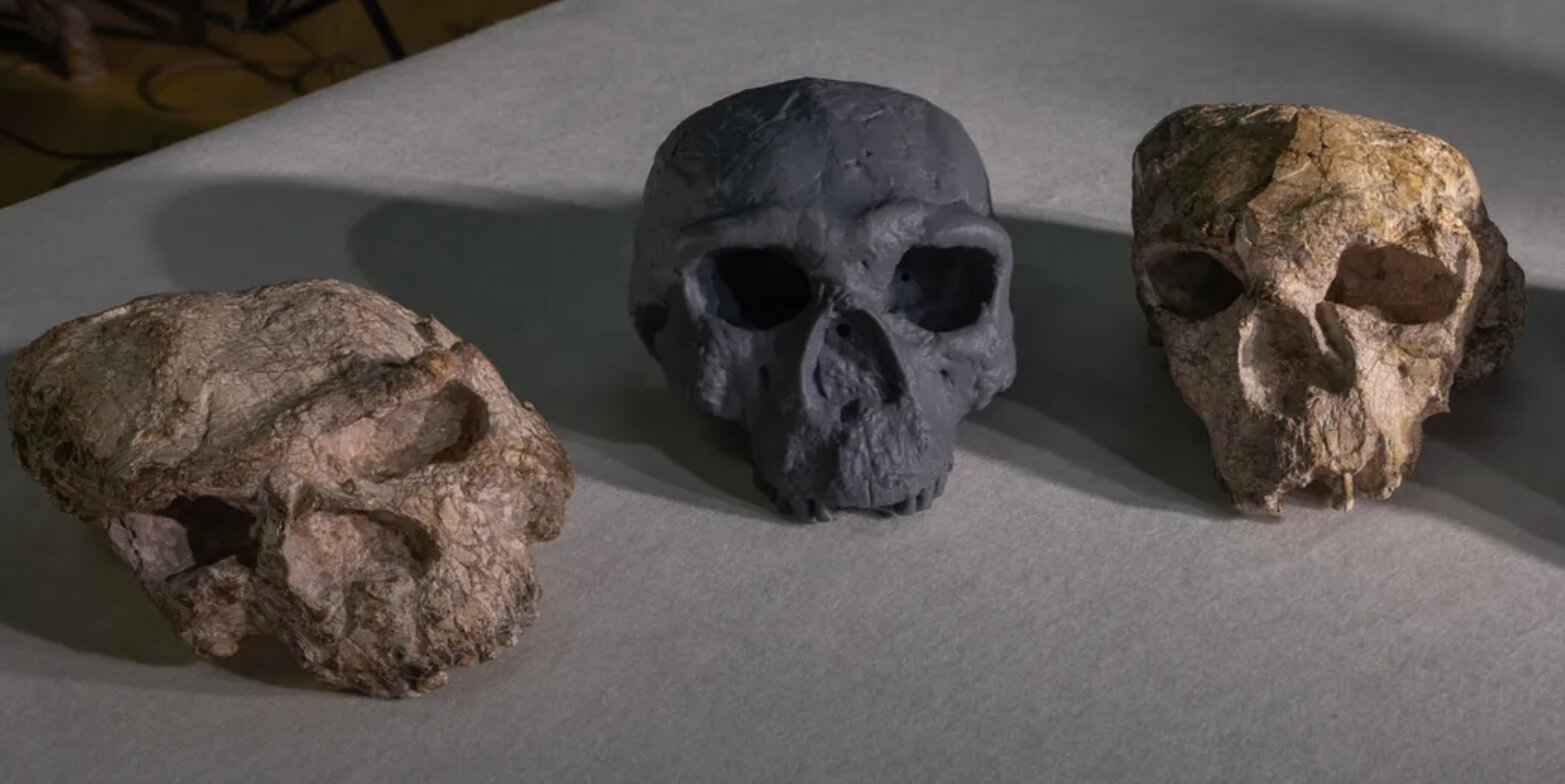 Homo sapiens появился на сотни тысяч лет раньше, чем нам говорила наука. Ученые реконструировали древние черепа, и пришли к неожиданному выводу. Источник: www.iflscience.com. Фото.