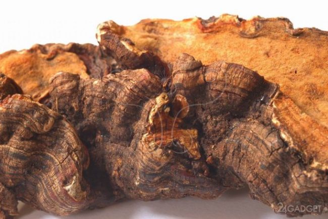 В тайваньском редком грибе нашли вещество против воспалений и рака