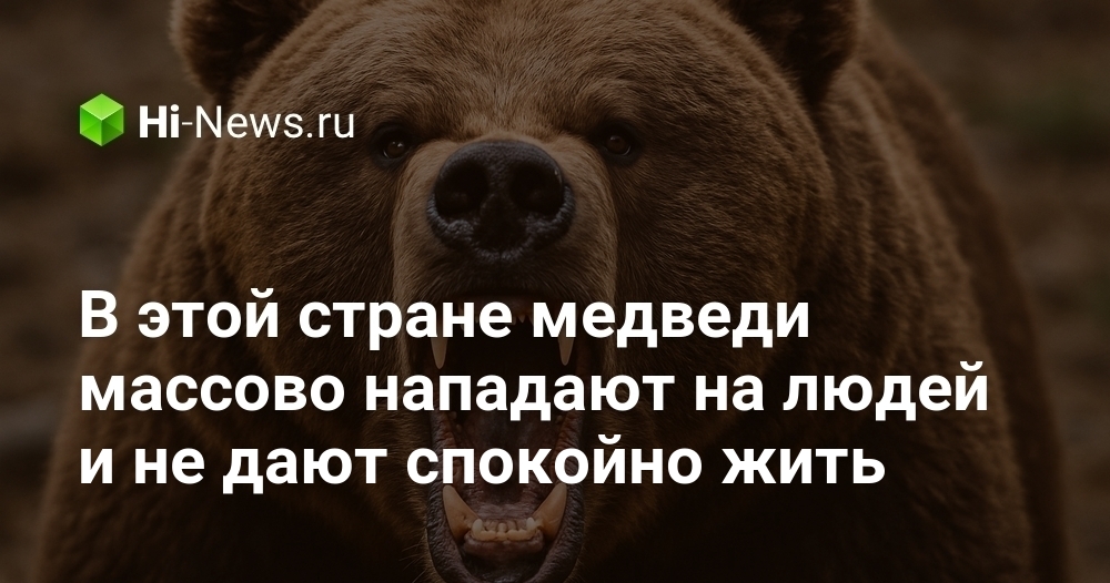 В этой стране медведи массово нападают на людей и не