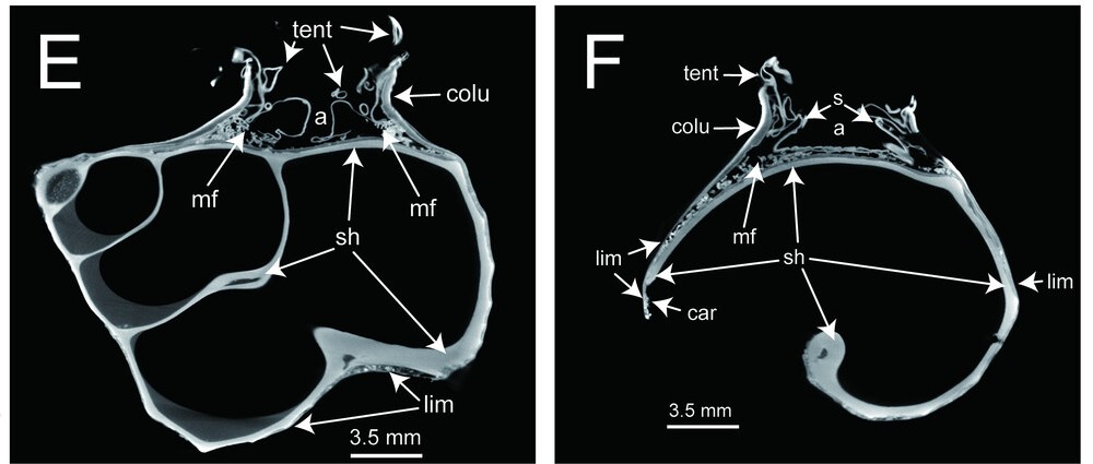 Как учёные обнаружили новый вид актиний в Тихом океане. Снимки, полученные с помощью микрокомпьютерной томографии, в плоскости от кончика раковины до устья раковины моллюска-хозяина (E) и в вертикальной плоскости (F). Сокращения: a — актинофаринкс; mf — мезентериальная нить; tent — щупальце; colu — колонна; lim — лимбус; os — исходная раковина; car — карциноэций; tub — бугорок; s — сифоноглиф. Источник изображений: royalsocietypublishing.org. Фото.