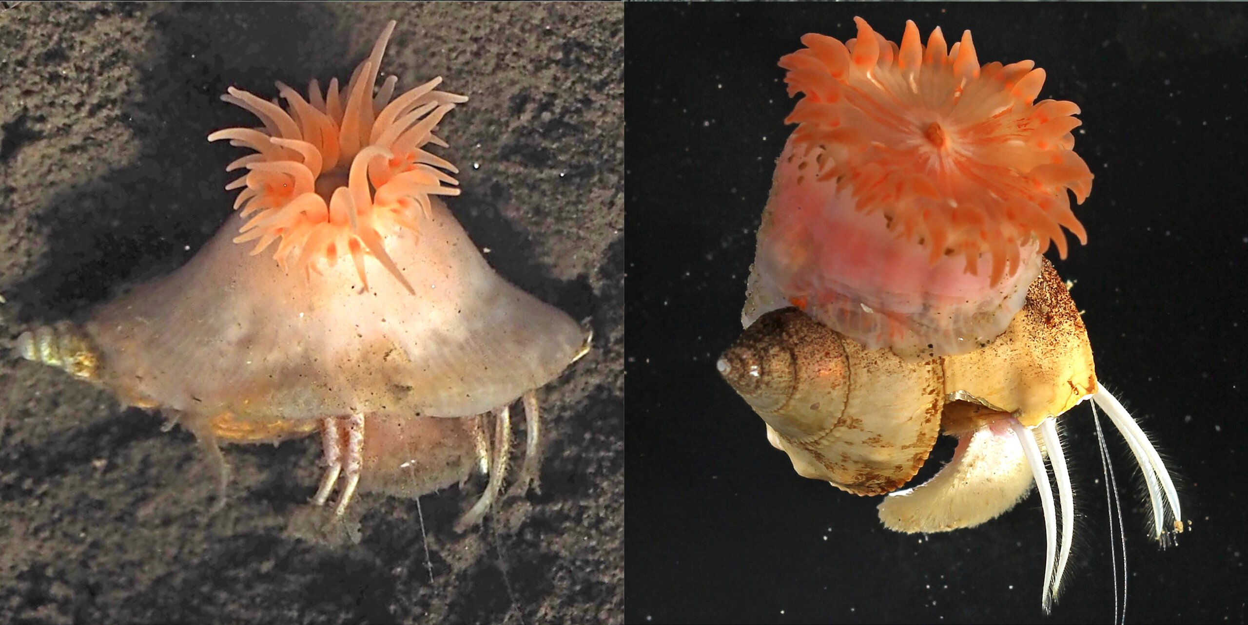 Почему актиния и рак-отшельник живут в симбиозе. Недавно обнаруженный морской анемон, живущий в симбиозе с раками-отшельниками на глубоководном дне у берегов Японии. Источник изображений: ewww.kumamoto-u.ac.jp. Фото.