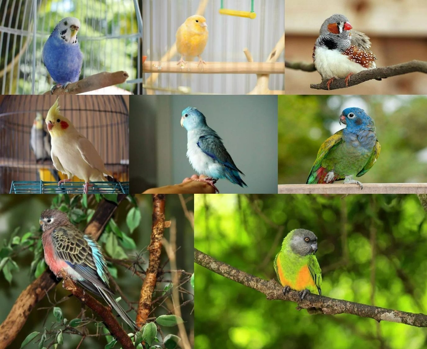 8 видов птиц для содержания в квартире: идеальны для городских условий. Вот все эти 8 птиц по порядку. Источники изображений: thesprucepets.com, behindthename.com. Фото.