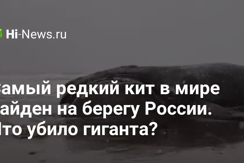 Самый редкий кит в мире найден на берегу России. Что
