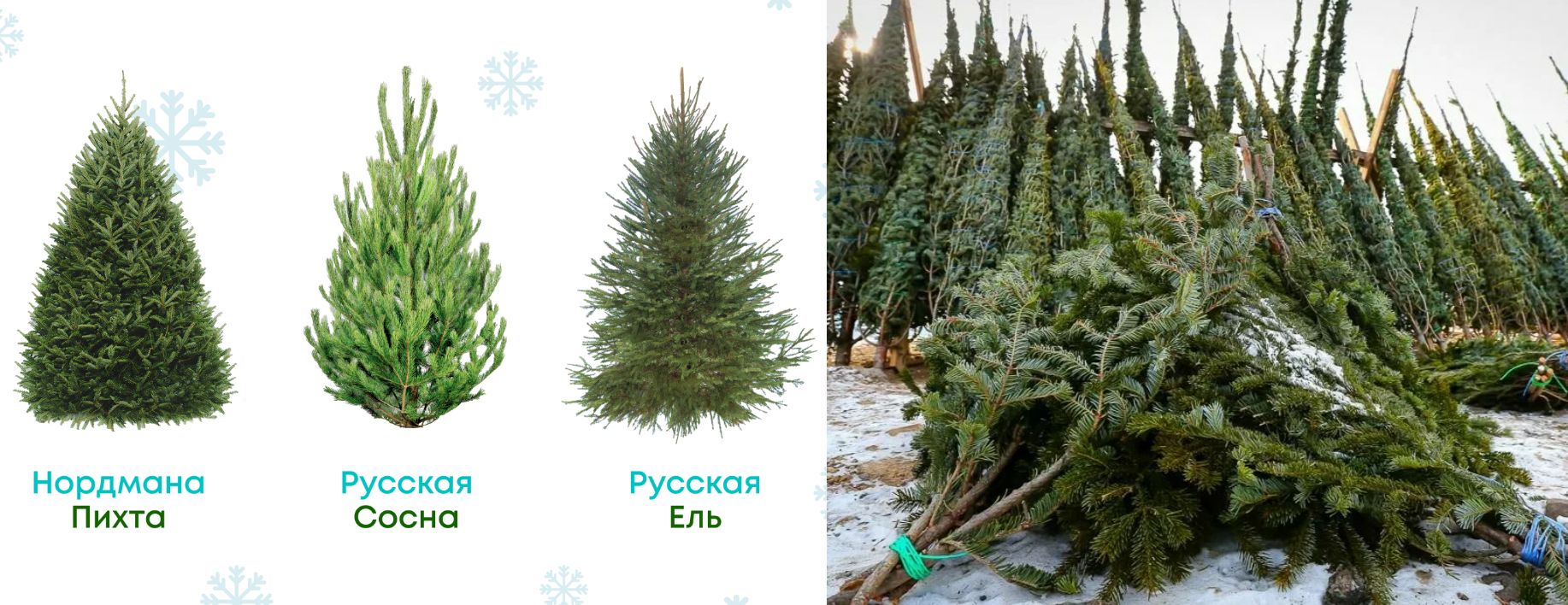 Настоящая ёлка: запах хвои, экология и что важно знать. Кстати, хороший вариант — заменить живую ель на веточки, если вы практичный человек с искусственной ёлкой, но уж очень хочется настоящего запаха праздника. Источник изображения: megamarket.ru, youla.ru. Фото.