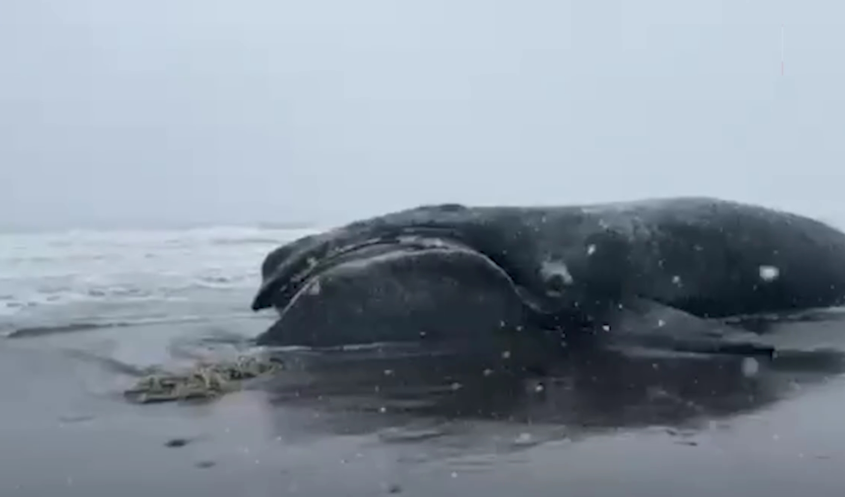 Самый редкий кит в мире найден на берегу России. Что убило гиганта? Японский кит на побережье Камчатки. Источник фотографии: mk.ru. Фото.