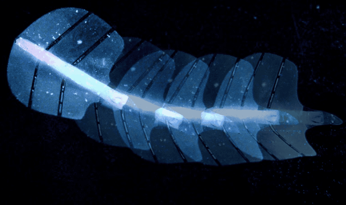 Как работают искусственные мышцы на основе микропузырьков. Такой робот двигается без приводов и механизмов. Изображение: ethz.ch. Фото.