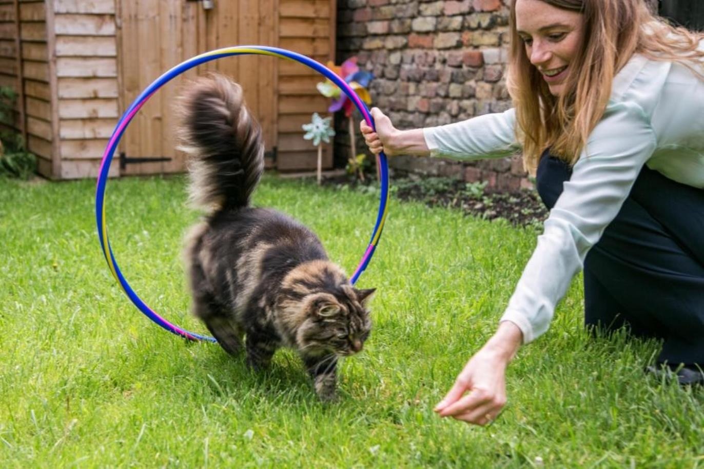 Почему кошек сложнее дрессировать, чем собак. Кошки обычно не ориентированы на директивы и “иерархию”, поэтому команды работают иначе, чем у собак. Источник изображения: koshka.top. Фото.