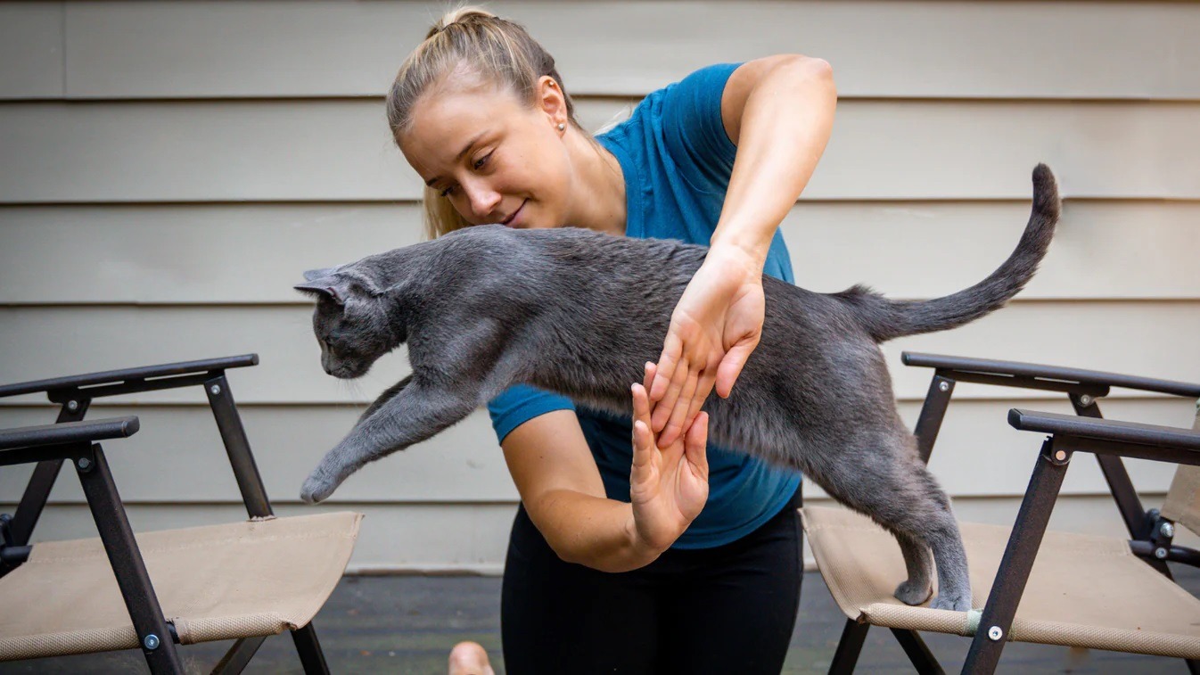 Какие команды и трюки может освоить кошка. Лучше всего начинать дрессировку в раннем возрасте, когда кошка еще только познает окружающий мир. Источник изображения: youviewtraining.com. Фото.