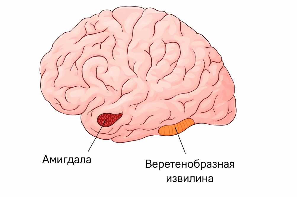 Почему мозг перестает узнавать близких людей. Амигдала и веретенообразная извилина. Фото.