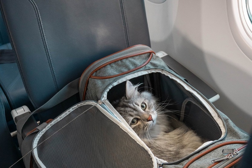 Победа: правила перевозки питомцев в салоне и ограничения по габаритам. Перевозка кошки в салоне на сиденье. Источники изображений: mn.ru. Фото.