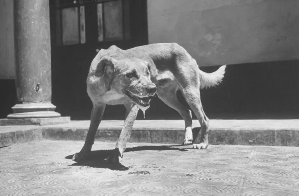 Как распознать признаки бешенства у животного. Многие думают, что бешеное животное легко определить по его нетипичному поведению, повышенному слюноотделению, агрессии и попыткам укусить. Но если животное заразилось недавно, оно не будет вести себя так. Источник изображения: dzen.ru. Фото.