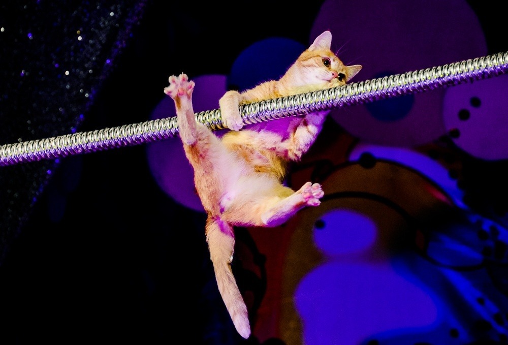 Можно ли дрессировать кошек, как собак, и чему их реально научить. Можно ли научить кошку командам? Вы удивитесь, на что она способна. Источник изображения: 2013.kublog.ru. Фото.