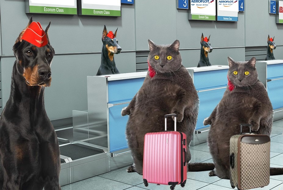 Перевозка кошек и собак в самолёте в 2026 году: авиакомпании, правила и стоимость. Летим с питомцем! Разбираем авиакомпании, цены и реальные ограничения по весу. Источник изображения: news-geeks.ru. Фото.