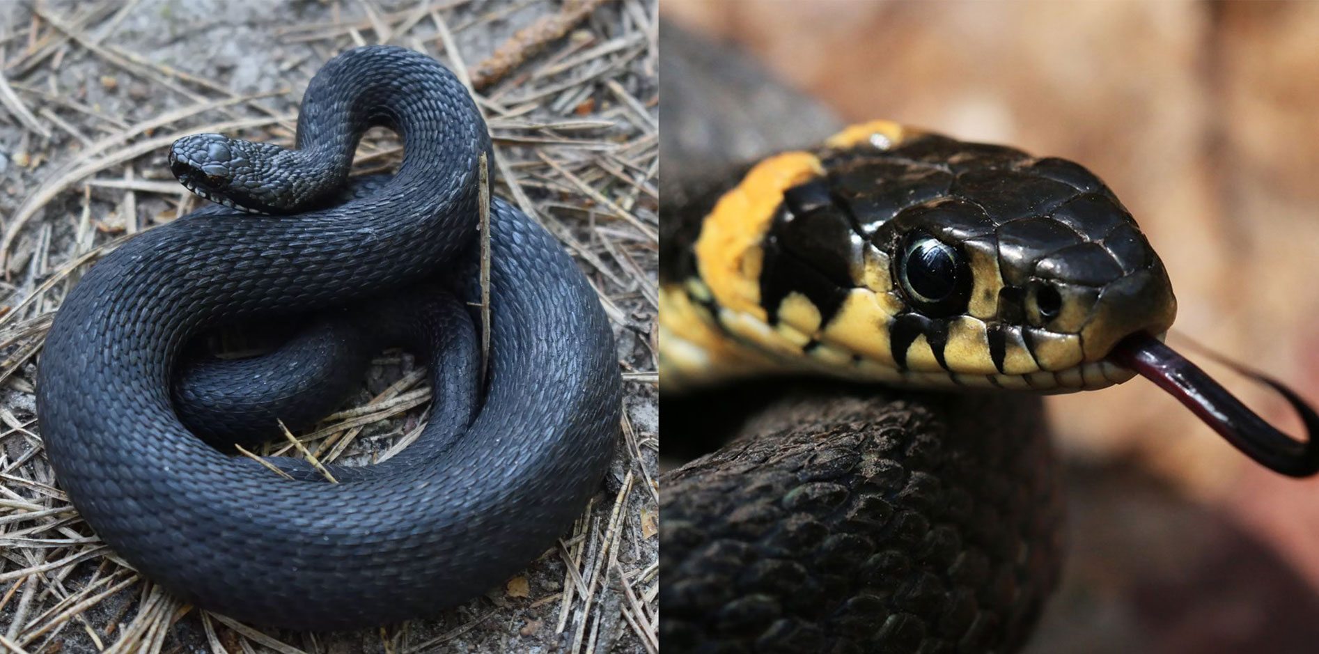 Чем отличается гадюка от ужа. Слева гадюка, справа уж. Фото.