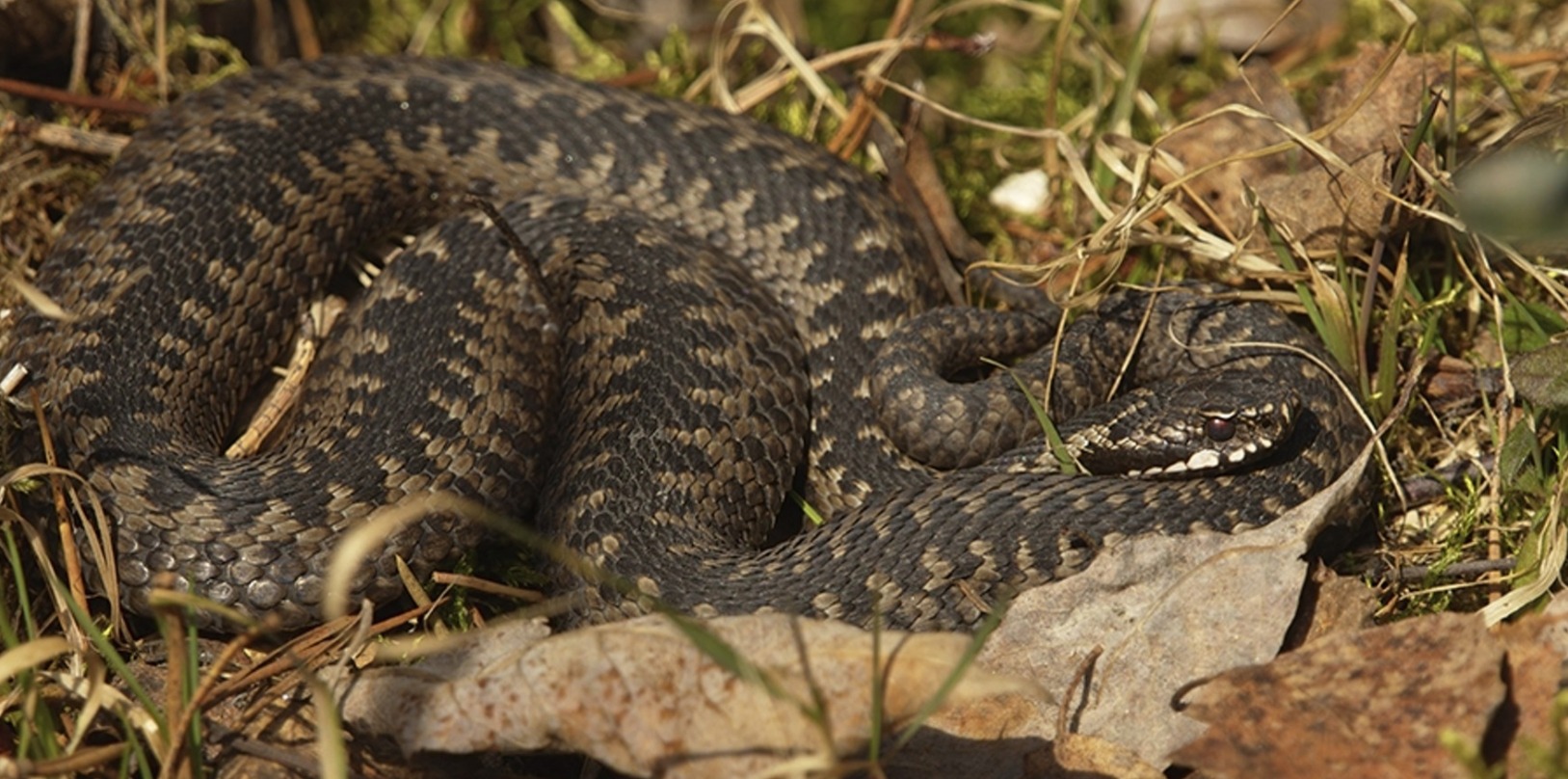 Когда просыпаются змеи в России: как отличить гадюку от ужа? Весной в России просыпаются гадюки, и от них лучше держаться подальше. Источник изображения: m24.ru. Фото.