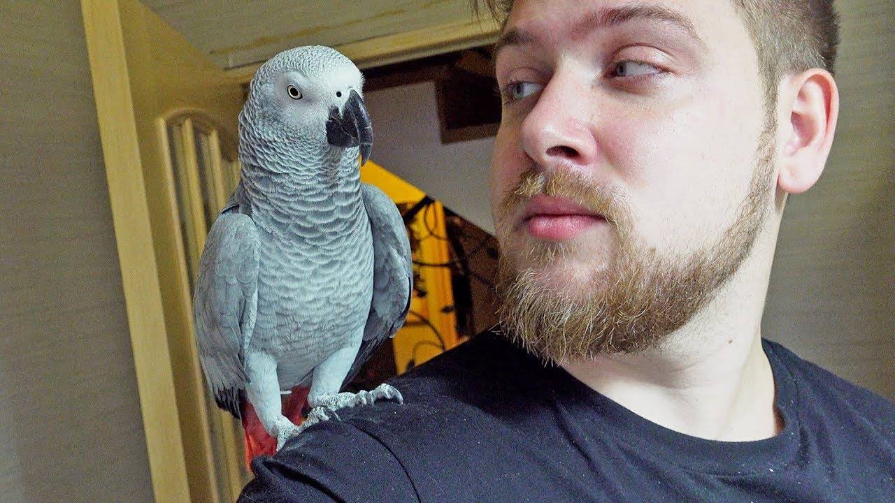Попугаи — невероятно социальные существа, и имена помогают им в общении. Источник изображения: zookakadu.ru. Фото.